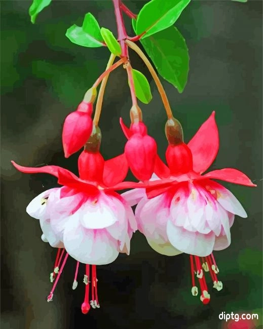 Pink White Fuchsia Flowers Painting By Numbers Kits.jpg