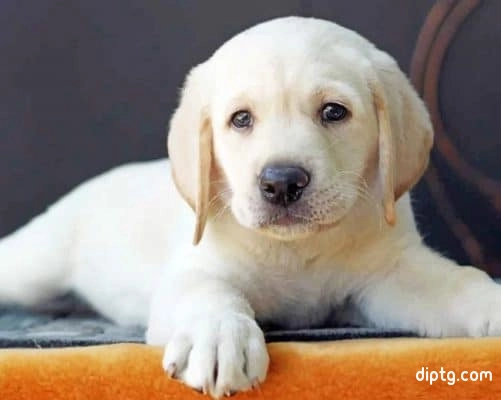 Labrador Puppy Painting By Numbers Kits.jpg
