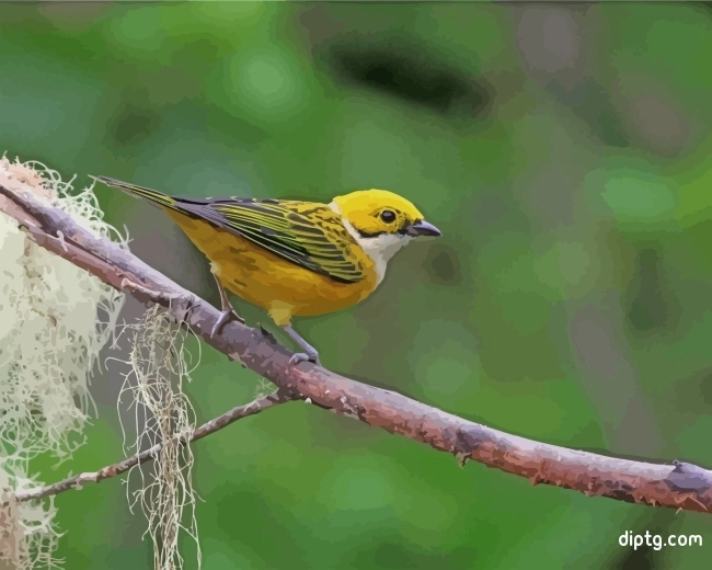 Silver Throated Tanager Painting By Numbers Kits.jpg