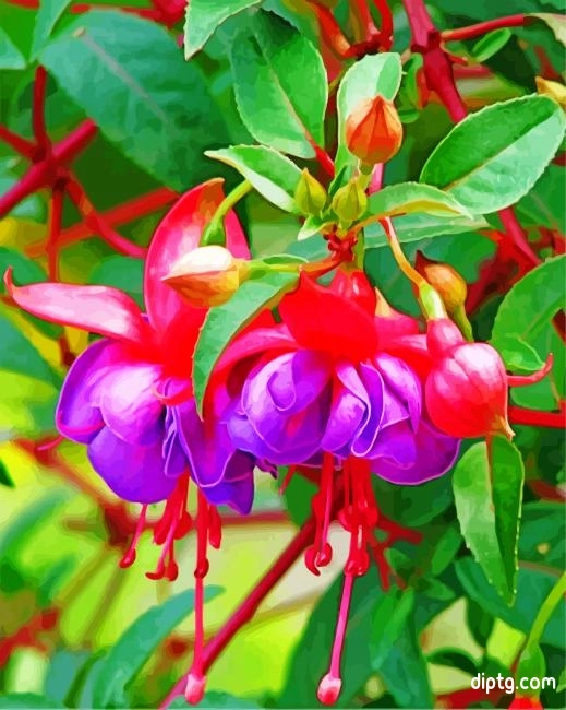 Fuchsia Plant Painting By Numbers Kits.jpg