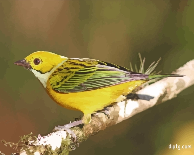 Yellow Bird Silver Throated Tanager Painting By Numbers Kits.jpg