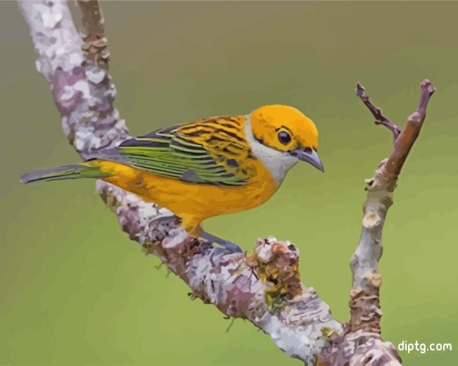 Yellow Silver Throated Tanager Bird Painting By Numbers Kits.jpg