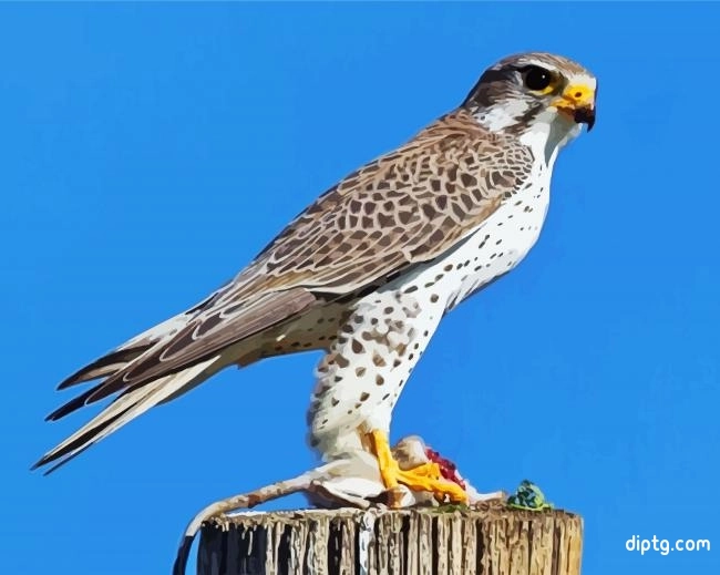 Aesthetic Falcon Bird Painting By Numbers Kits.jpg