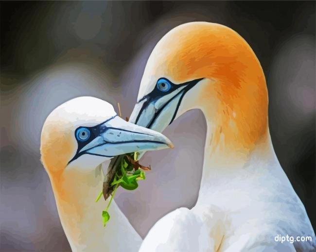 Aesthetic Gannets Painting By Numbers Kits.jpg