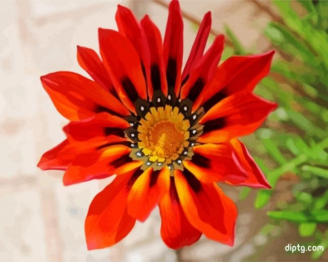 Orange Gazania Flower Painting By Numbers Kits.jpg