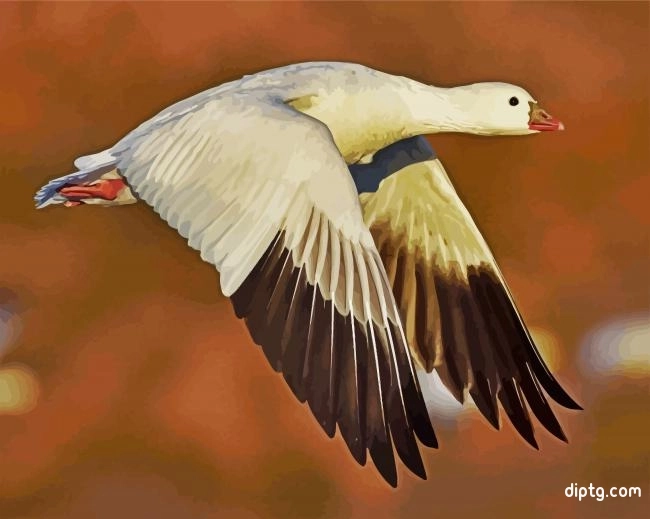 Flying Snow Goose Painting By Numbers Kits.jpg