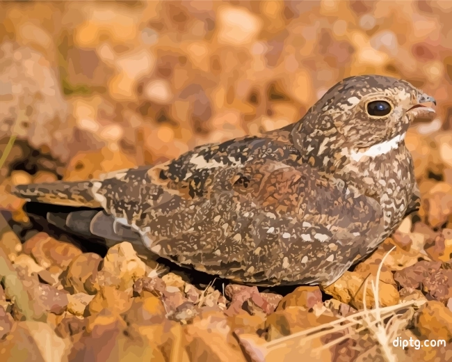 Common Nighthawk Painting By Numbers Kits.jpg