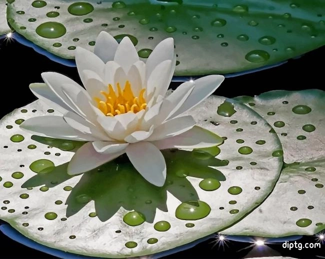 Water Lily With Rain Drops Painting By Numbers Kits.jpg