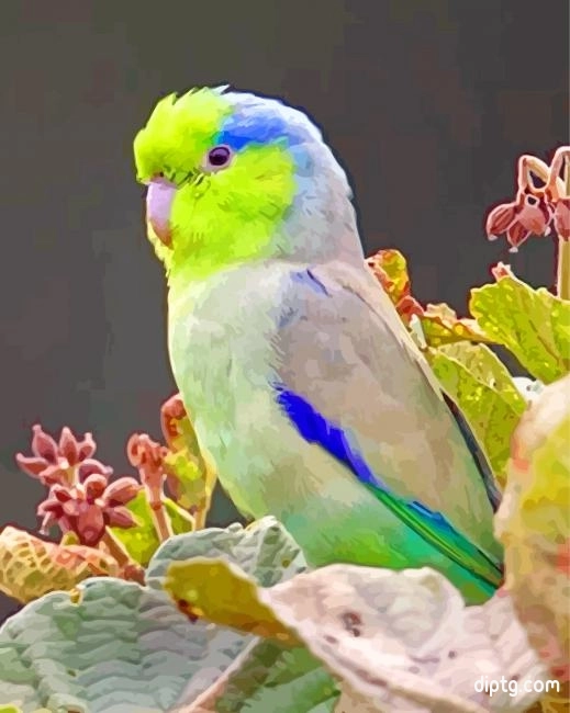 The Pacific Parrotlet Painting By Numbers Kits.jpg