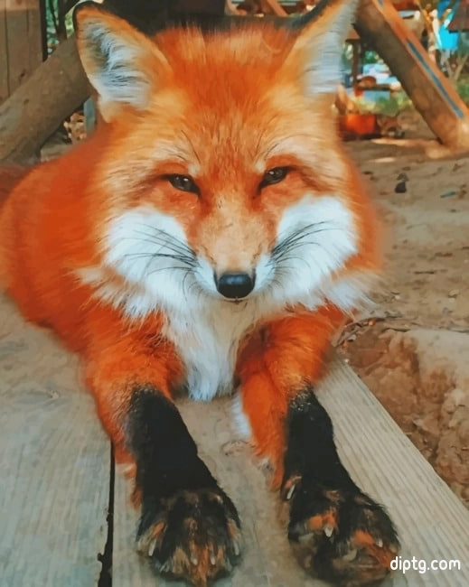Adorable Fox Painting By Numbers Kits.jpg