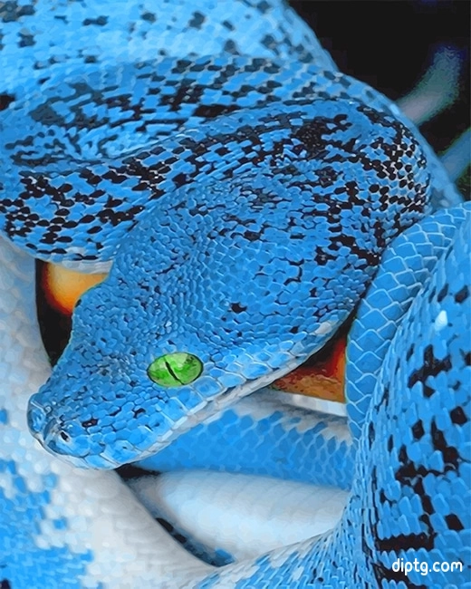 Blue Bellied Black Snake Painting By Numbers Kits.jpg