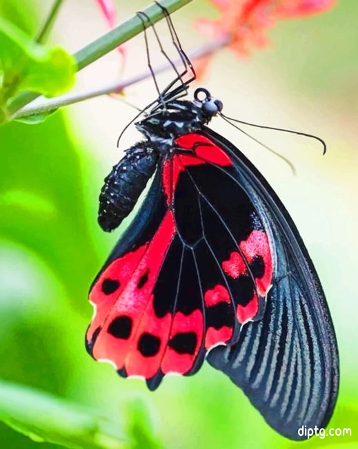 Scarlet Swallowtail Butterfly Painting By Numbers Kits.jpg